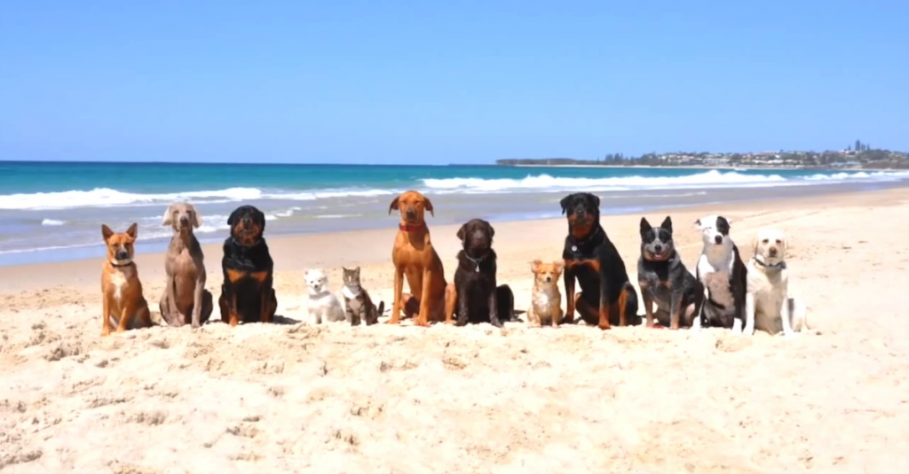 Dogs On Beach