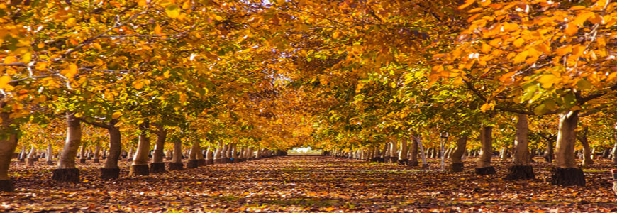 autumn trees