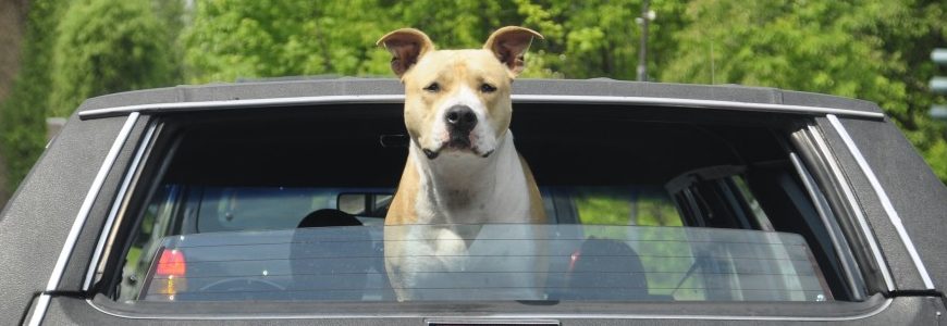 dog looking outside window